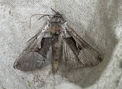 Autographa ampla