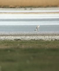 Ichthyaetus relictus