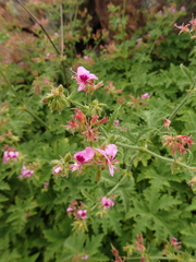 Pelargonium hispidum