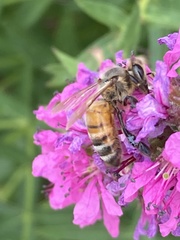 Apis mellifera