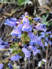 Penstemon anguineus