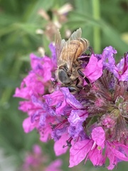 Apis mellifera