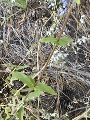 Penstemon anguineus