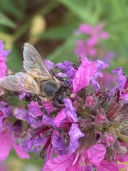 Apis mellifera