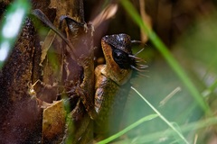 Acanthosaura phuketensis