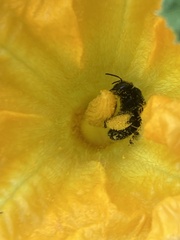 Melissodes bimaculatus