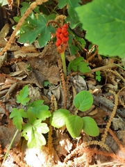 Arum cylindraceum