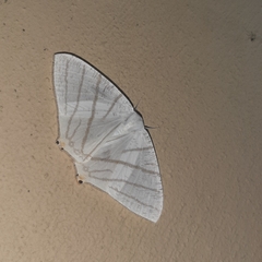 Brachurapteryx tesserata