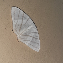 Brachurapteryx tesserata