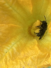 Melissodes bimaculatus