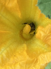 Melissodes bimaculatus