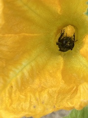 Melissodes bimaculatus