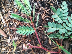 Calliandra humilis