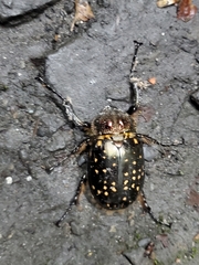 Cheirotonus formosanus