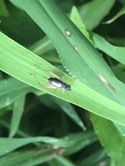 Trigonidium japonicum