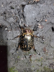 Cheirotonus formosanus