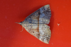 Hypena deceptalis