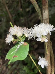 Eugenia pseudopsidium