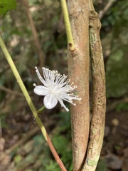 Eugenia pseudopsidium