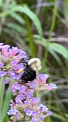Bombus impatiens