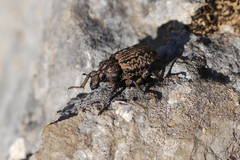 Brachycerus undatus