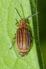Ophraella sexvittata