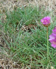 Armeria maritima