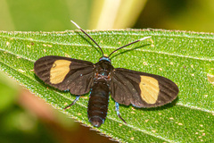 Trichaetoides apicalis