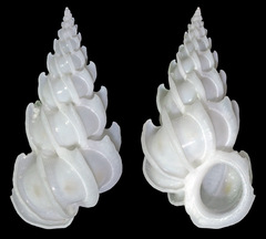 Epitonium replicatum