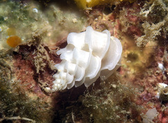 Epitonium replicatum