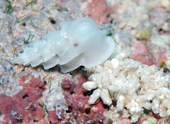 Epitonium replicatum