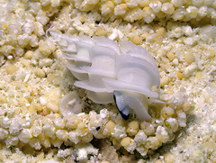 Epitonium replicatum