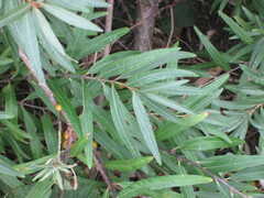 Hippophae rhamnoides