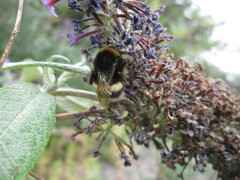 Bombus terrestris