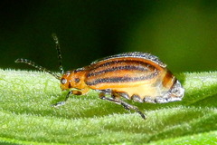 Ophraella sexvittata
