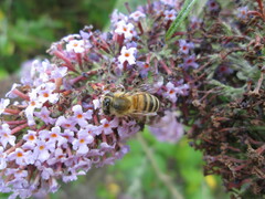 Apis mellifera
