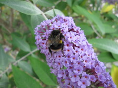 Bombus terrestris