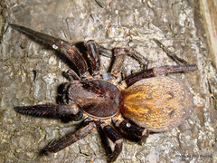 Uliodon albopunctatus