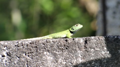Salvin's Spiny Lizard photo 5