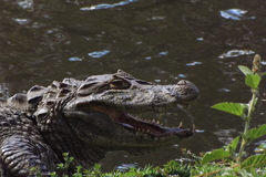 Caiman latirostris