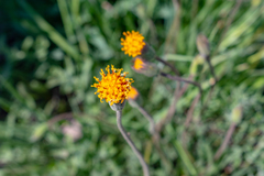 Raillardella scaposa