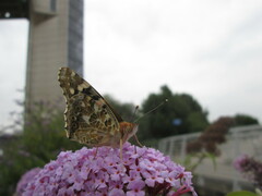 Vanessa cardui