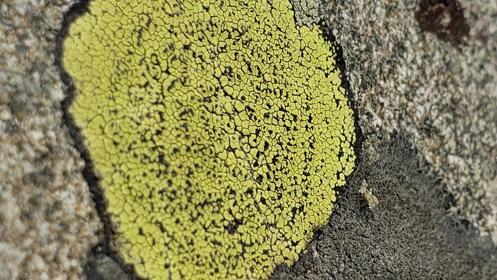 Rhizocarpales
