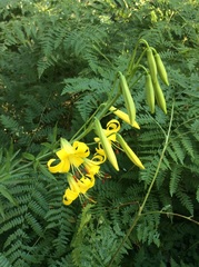 Lilium parryi