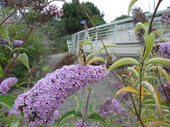 Vanessa cardui