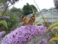 Vanessa cardui