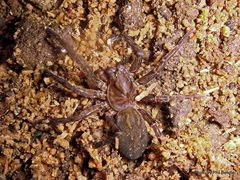 Uliodon albopunctatus