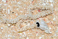 Epitonium replicatum