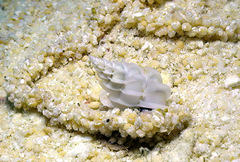 Epitonium replicatum