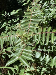 Tetradium glabrifolium